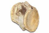 Fossil Mosasaur (Platecarpus) Vertebra - Kansas #382058-1